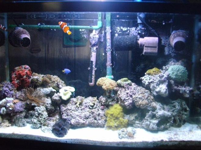 30 gallons saltwater fish tank (mostly fish, little/no live coral) - main tank