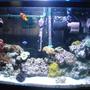 30 gallons saltwater fish tank (mostly fish, little/no live coral) - main tank