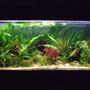 32 gallons planted tank (mostly live plants and fish) - Peaceful Community Planted Tank