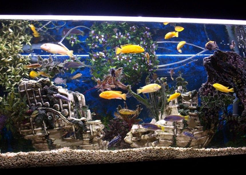 Rated #93: 65 Gallons Freshwater Fish Tank - My 65 Gallon Eheim Cichlid tank