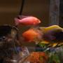 freshwater fish - aulonocara sp. - strawberry peacock cichlid stocking in 65 gallons tank - Ciclids in my 29 Gallon Breeder Tank