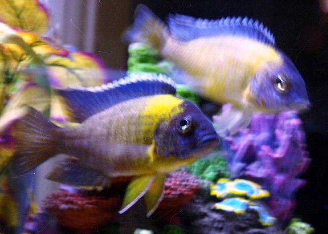 freshwater fish - aulonocara maulana stocking in 65 gallons tank - My Peacock Cichlid Breeders