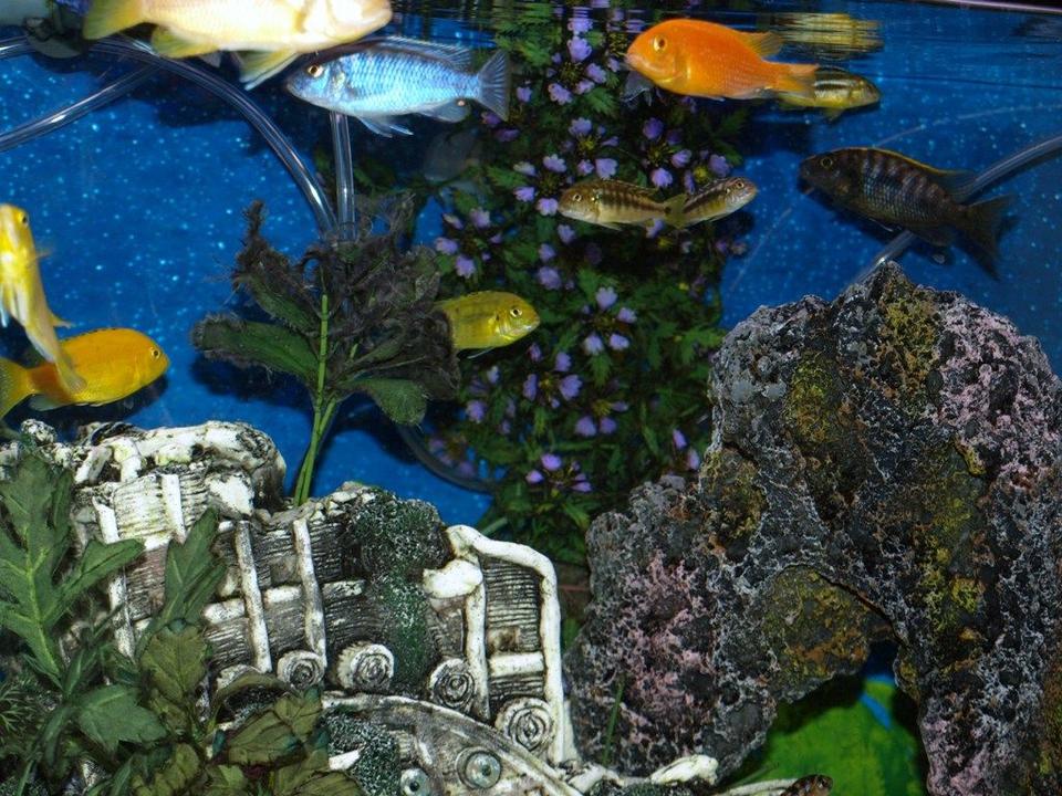 freshwater fish - cichlasoma portalegrense - port acara stocking in 65 gallons tank - Cichlid City in my 65 Gallon tank