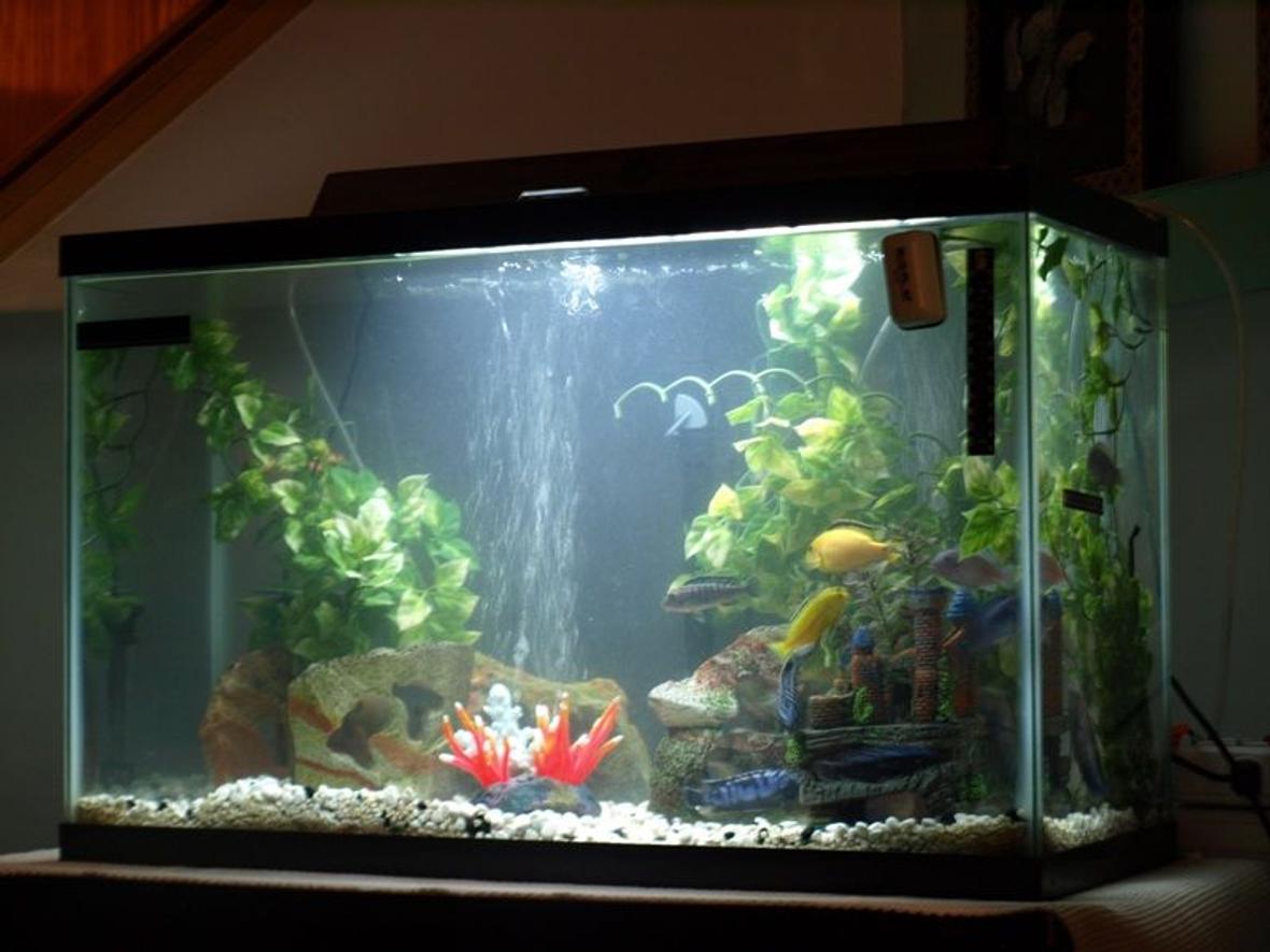 29 gallons freshwater fish tank (mostly fish and non-living decorations) - My first fish tank! - Still very new at this