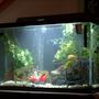 29 gallons freshwater fish tank (mostly fish and non-living decorations) - My first fish tank! - Still very new at this