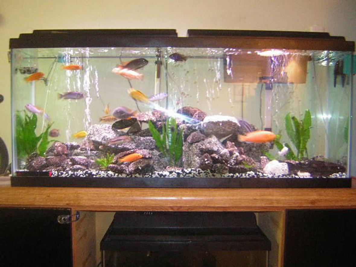 55 gallons freshwater fish tank (mostly fish and non-living decorations) - africans