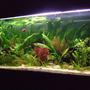 32 gallons planted tank (mostly live plants and fish) - another pic