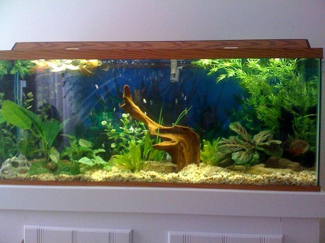 55 gallons planted tank (mostly live plants and fish) - 55g, Morty Tiger oscar , live and fake plants.Crick/ Stream rocks, Driftwood and Natural stone gravel bed. 
Please leave a message!