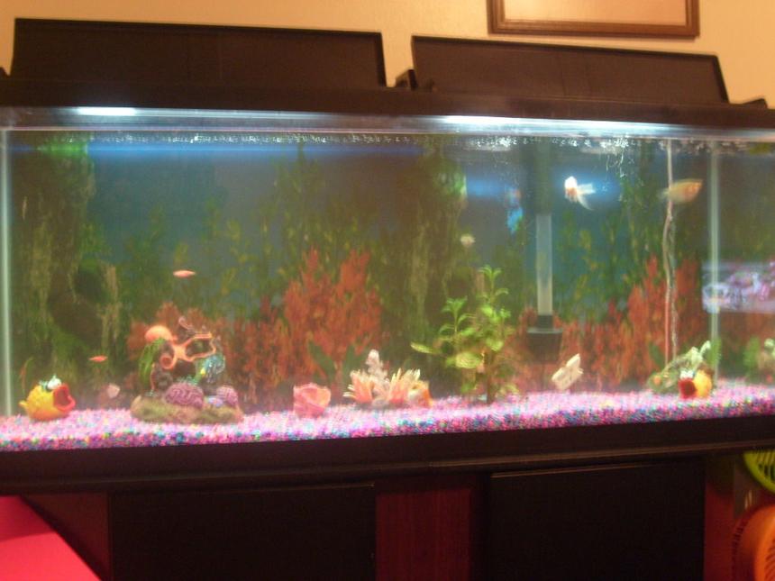 Rated #4233: 55 Gallons Freshwater Fish Tank - My Tank