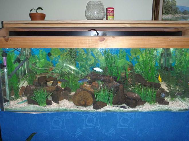 90 gallons freshwater fish tank (mostly fish and non-living decorations) - My first tank.
Cant see it in the pics, but there's a retaining wall type thing, so the rear is about 2" higher than the front, with little caves made in the front section (on the front of the wall).
Got 9 African Cichlids floating around in their little world with 2 sucker fish (one normal, one albino).
Got a surprise the other day when I found one of them holding! (Pics uploading now)
I thought it was an all male tank!