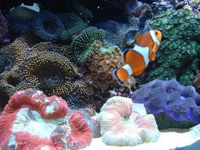 corals inverts - trachyphyllia geoffroyi - brain coral, trachyphyllia stocking in 90 gallons tank - My big funny clown