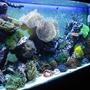 90 gallons reef tank (mostly live coral and fish) - new tank shot 1
