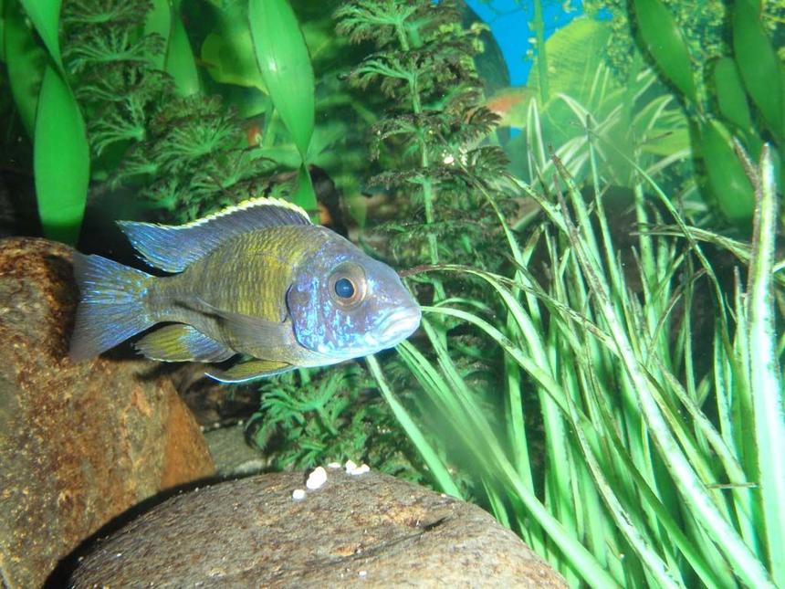 Rated #1591: Freshwater Fish - Aulonocara Stuartgranti - Gallireya Reef Stocking In 90 Gallons Tank - African Cichlid - Unknown type