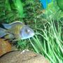 freshwater fish - aulonocara stuartgranti - gallireya reef stocking in 90 gallons tank - African Cichlid - Unknown type