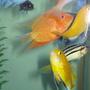 freshwater fish - heros serverus - gold severum stocking in 80 gallons tank - Golden Severum and friends