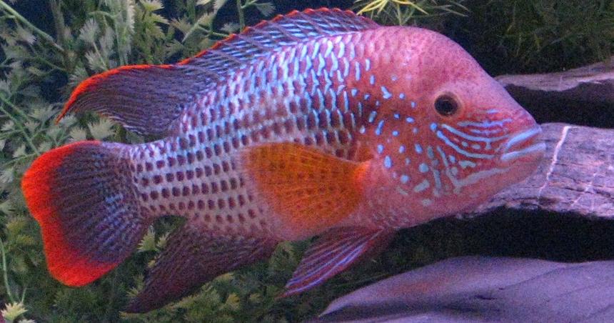 Rated #3: Freshwater Fish - Aequidens Rivulatus - Green Terror Stocking In 90 Gallons Tank - King of the Jungle 7"