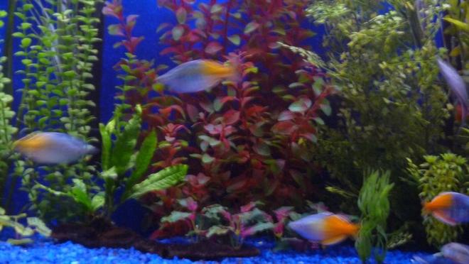 freshwater fish - melanotaenia boesemani - boesemani rainbow stocking in 150 gallons tank - my bosemani rainbows