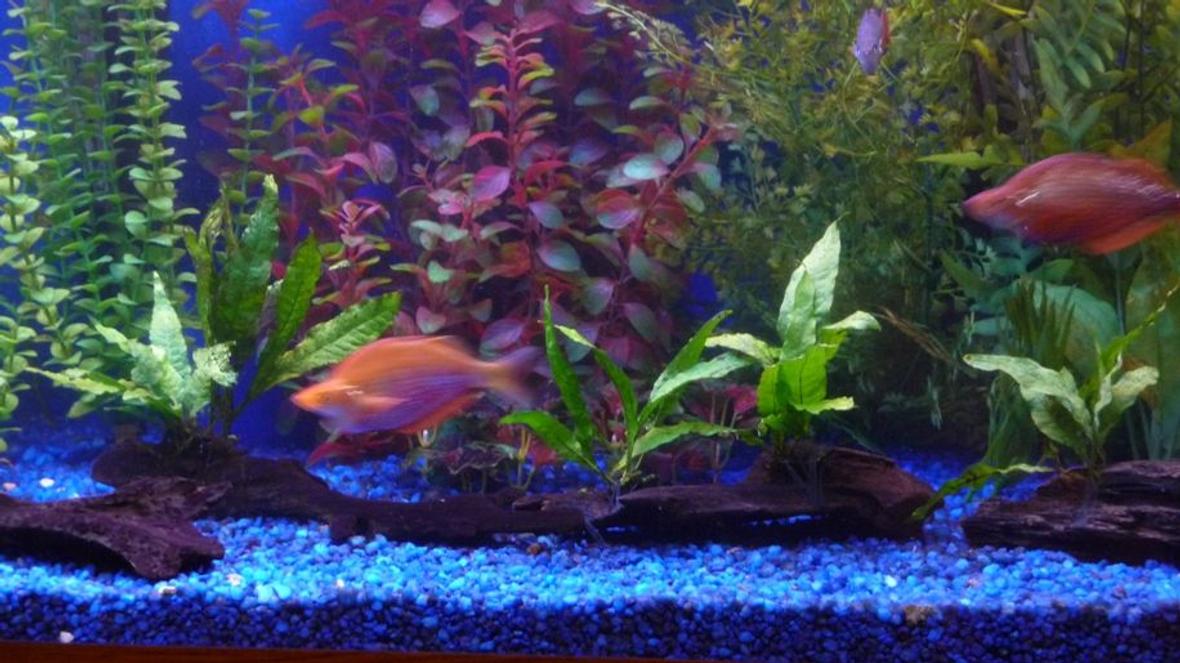 freshwater fish - glossolepis incisis - red irian rainbow stocking in 150 gallons tank - Red rainbow
