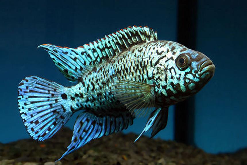 Rated #49: Freshwater Fish - Nandopsis Octofasciatum - Electric Blue Jack Dempsey Stocking In 55 Gallons Tank - jack dempsey