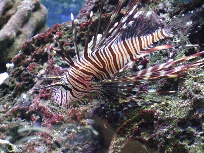 saltwater fish - pterois volitans - volitan lionfish stocking in 55 gallons tank - my small black loin