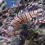 saltwater fish - pterois volitans - volitan lionfish stocking in 55 gallons tank - my small black loin