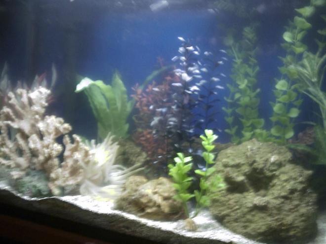 29 gallons reef tank (mostly live coral and fish) - Here is a photo of my aquarium as it currently is.  I will be adding older photos as well as new ones with any significant additions.