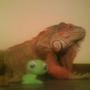 fish tank picture - iguana
