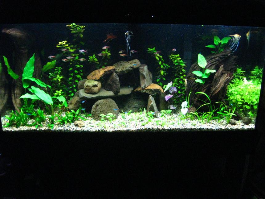 Rated #130: 55 Gallons Planted Tank - This is a  55 gal tank.
uses malaysian driftwood,volcanic rocks and real low light plants.
Gravel on top of substrate,no co2,1.45 w/gal.

2/8/06 updated with a little better picture.

added more plants like the pearlgrass in the foreground not sure how they will grow,may need more light intensity ,will see..

I try my best to keep the scale of the tank wide and open,also accordingly I select fish of somewhat smaller size to populate it. 

I get tempted to replace the rock set up with a wooden branch and moss attached to it.

Thxs for watching.