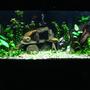 55 gallons planted tank (mostly live plants and fish) - This is a 55 gal tank. uses malaysian driftwood,volcanic rocks and real low light plants. Gravel on top of substrate,no co2,1.45 w/gal. 2/8/06 updated with a little better picture. added more plants like the pearlgrass in the foreground not sure how they will grow,may need more light intensity ,will see.. I try my best to keep the scale of the tank wide and open,also accordingly I select fish of somewhat smaller size to populate it. I get tempted to replace the rock set up with a wooden branch and moss attached to it. Thxs for watching.