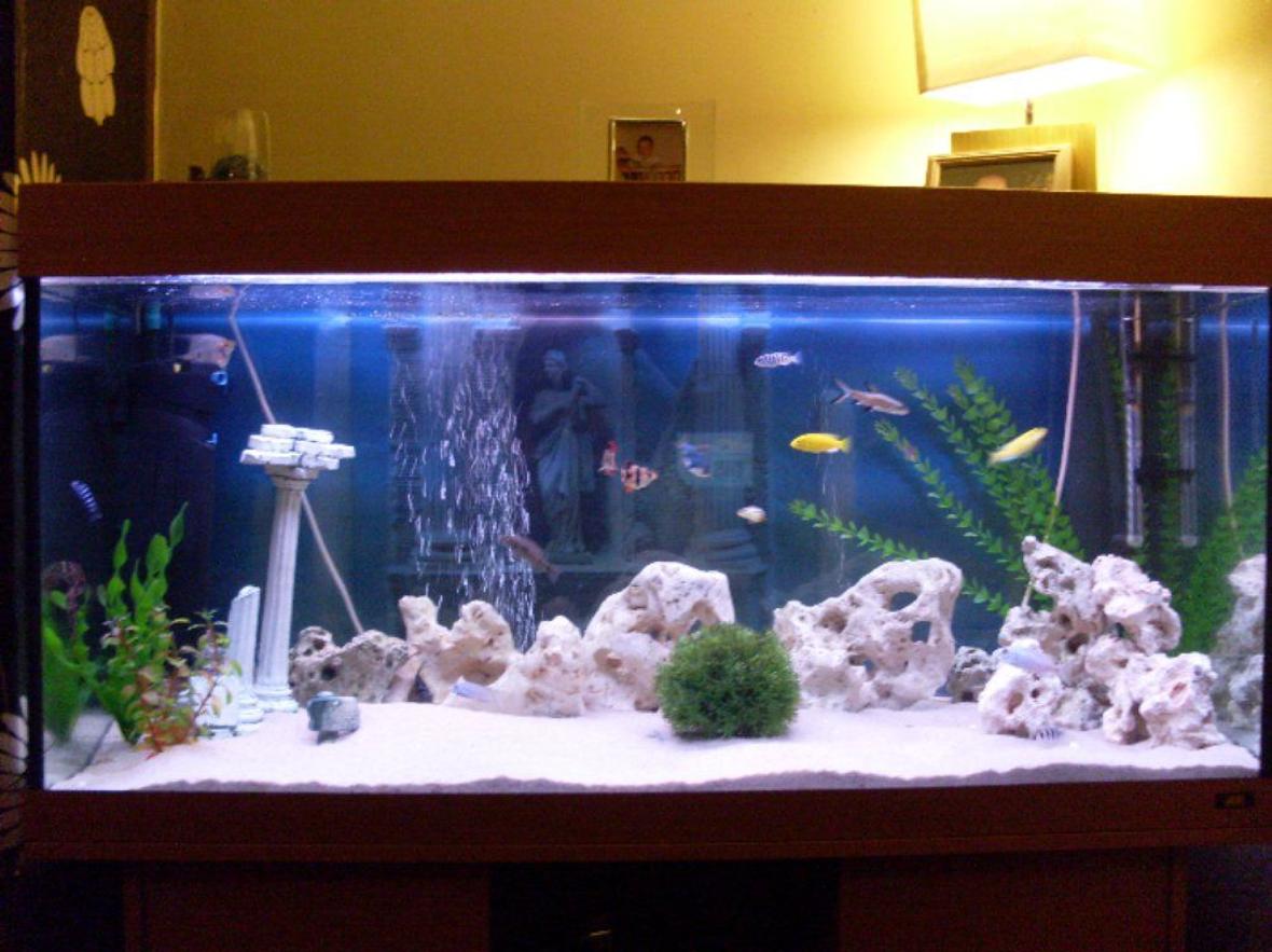 180 gallons freshwater fish tank (mostly fish and non-living decorations) - mixed malawi