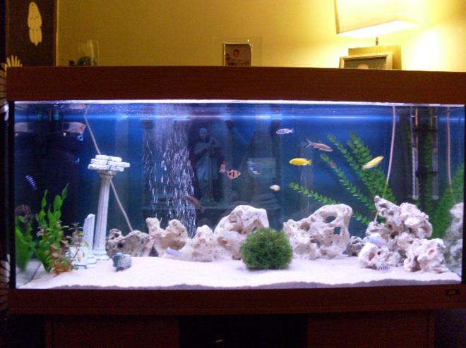 180 gallons freshwater fish tank (mostly fish and non-living decorations) - mixed malawi