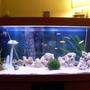 180 gallons freshwater fish tank (mostly fish and non-living decorations) - mixed malawi