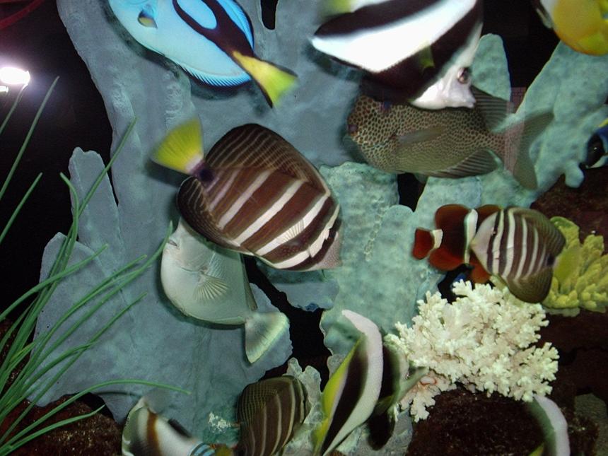 Rated #29: Saltwater Fish - Zebrasoma Veliferum - Sailfin Tang Stocking In 200 Gallons Tank - fish at one year
