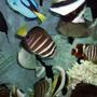 saltwater fish - zebrasoma veliferum - sailfin tang stocking in 200 gallons tank - fish at one year