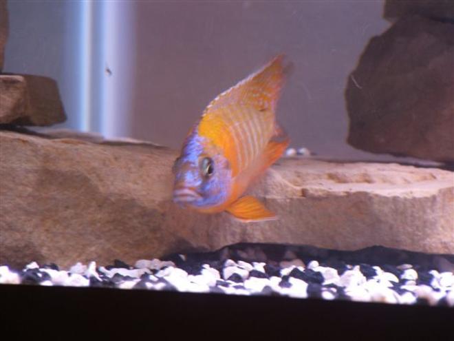 freshwater fish - aulonocara rubescens - ruby red peacock stocking in 75 gallons tank - Red Peacock Cichlid
