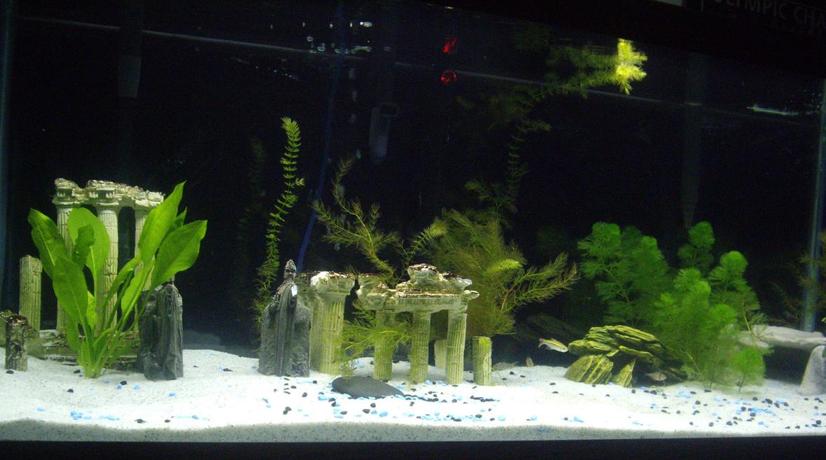 75 gallons planted tank (mostly live plants and fish) - 75g