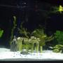 75 gallons planted tank (mostly live plants and fish) - 75g