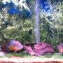 freshwater fish - aequidens rivulatus - green terror stocking in 90 gallons tank - The Amazonian