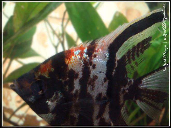 freshwater fish - pterophyllum sp. - marble veil angel stocking in 50 gallons tank - Angel :)