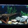 fish tank picture - ANOTHER VIEW