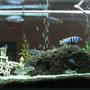 fish tank picture - From other side