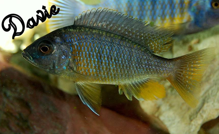 Rated #54: Freshwater Fish - Copadichromis Borleyi - Yellowfin Borleyi Cichlid Stocking In 70 Gallons Tank - borleyi