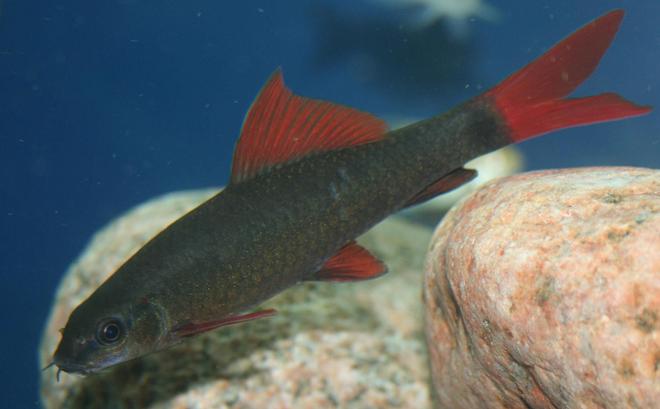 freshwater fish - epalzeorhynchos frenatus - rainbow shark stocking in 150 gallons tank - Epalzeorhynchos Frenatus