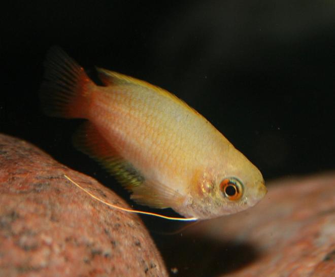 freshwater fish - colisa chuna - honey dwarf gourami stocking in 150 gallons tank - Colisa Chuna