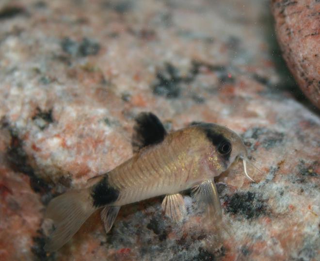 freshwater fish - corydoras panda - panda cory cat stocking in 150 gallons tank - Corydoras Panda