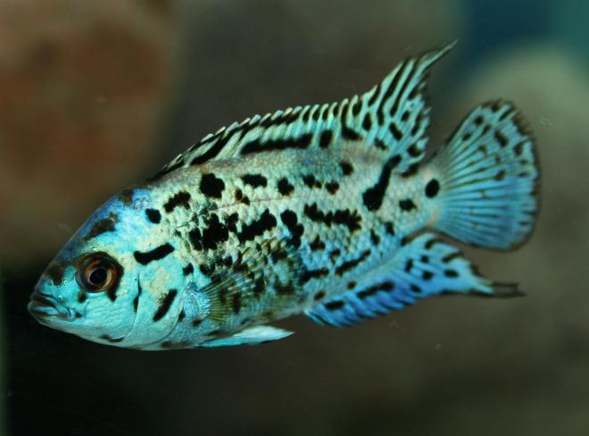 freshwater fish - nandopsis octofasciatum - electric blue jack dempsey stocking in 150 gallons tank - Nandopsis Octofasciatum