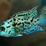 freshwater fish - nandopsis octofasciatum - electric blue jack dempsey stocking in 150 gallons tank - Nandopsis Octofasciatum