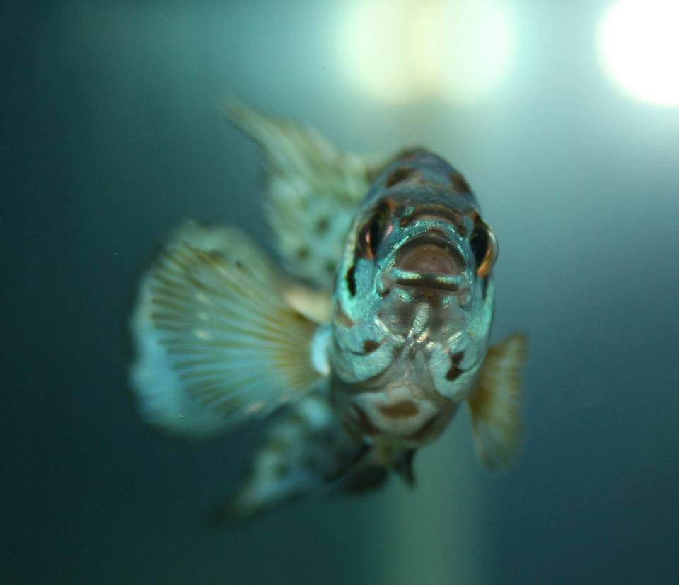 freshwater fish - nandopsis octofasciatum - electric blue jack dempsey stocking in 150 gallons tank - Nandopsis Octofasciatum