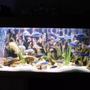 75 gallons freshwater fish tank (mostly fish and non-living decorations) - African CIchlids
