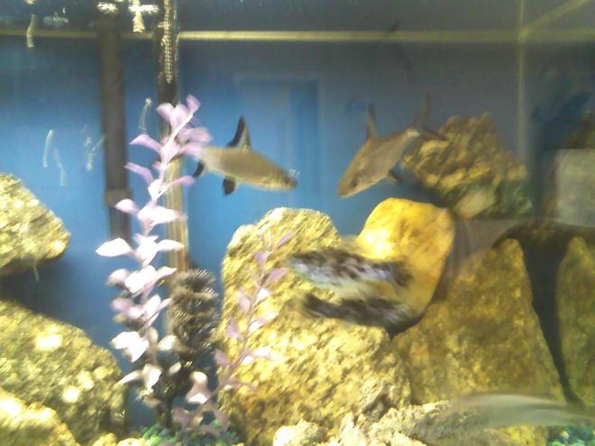 freshwater fish - balantiocheilus melanopterus - bala shark stocking in 40 gallons tank - sharks